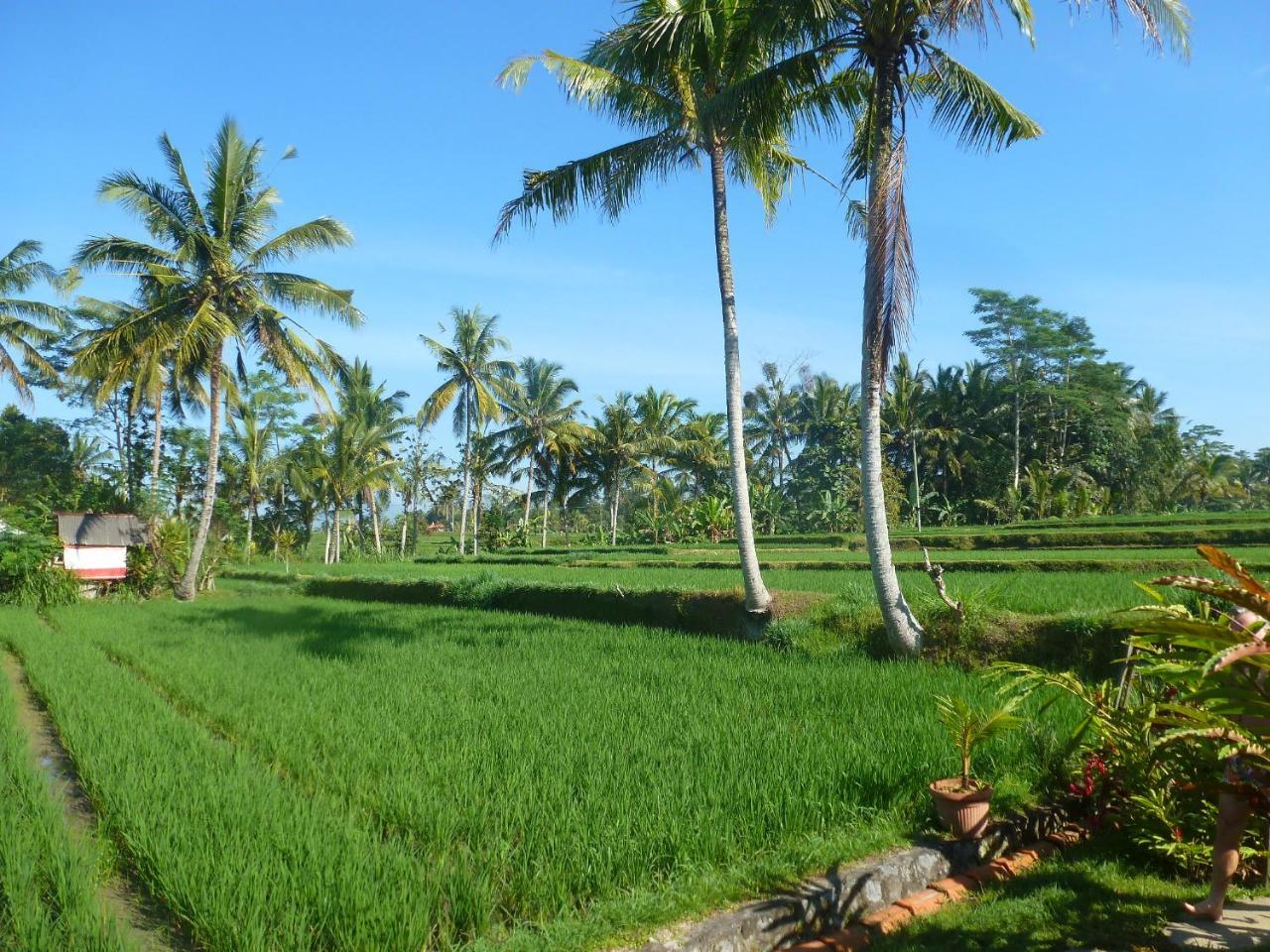 فندق Bali Sawah Indah أوبود المظهر الخارجي الصورة